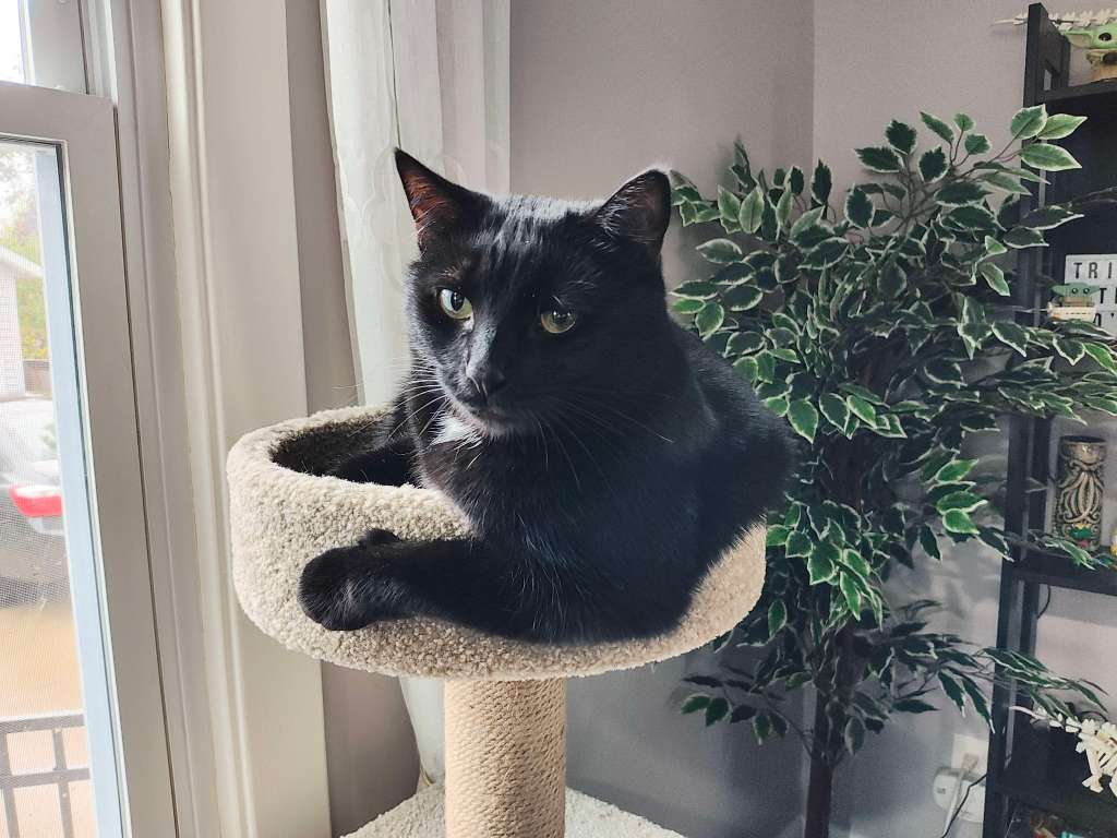 My adorable cat, Mona